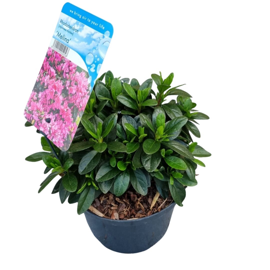 Rhododendron (AJ) 'Melina', D 18