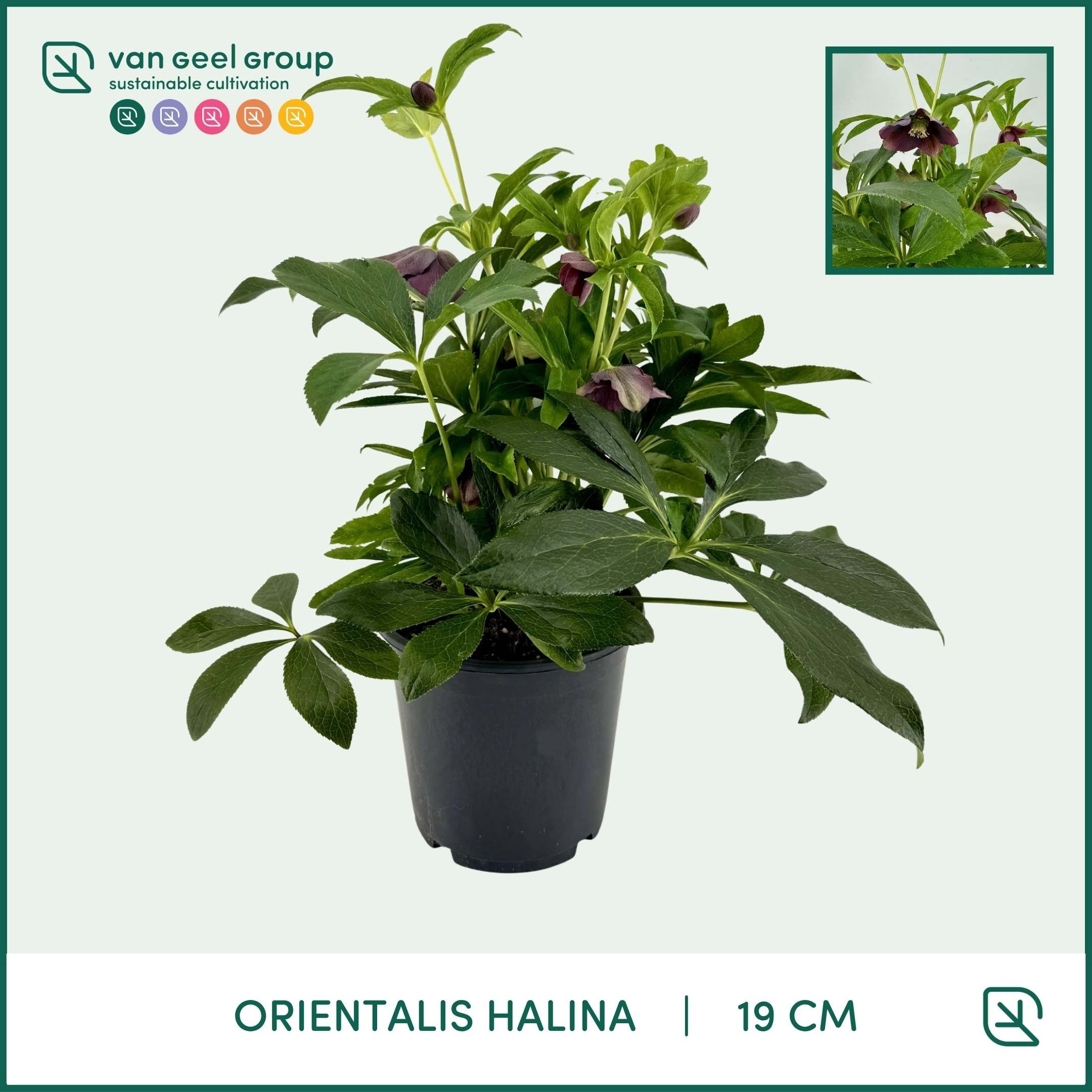 ViV Halina, D 19 cm ViV Halina, D 19 cm