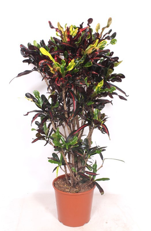 Codiaeum Mammi (Croton Mammi), D 30