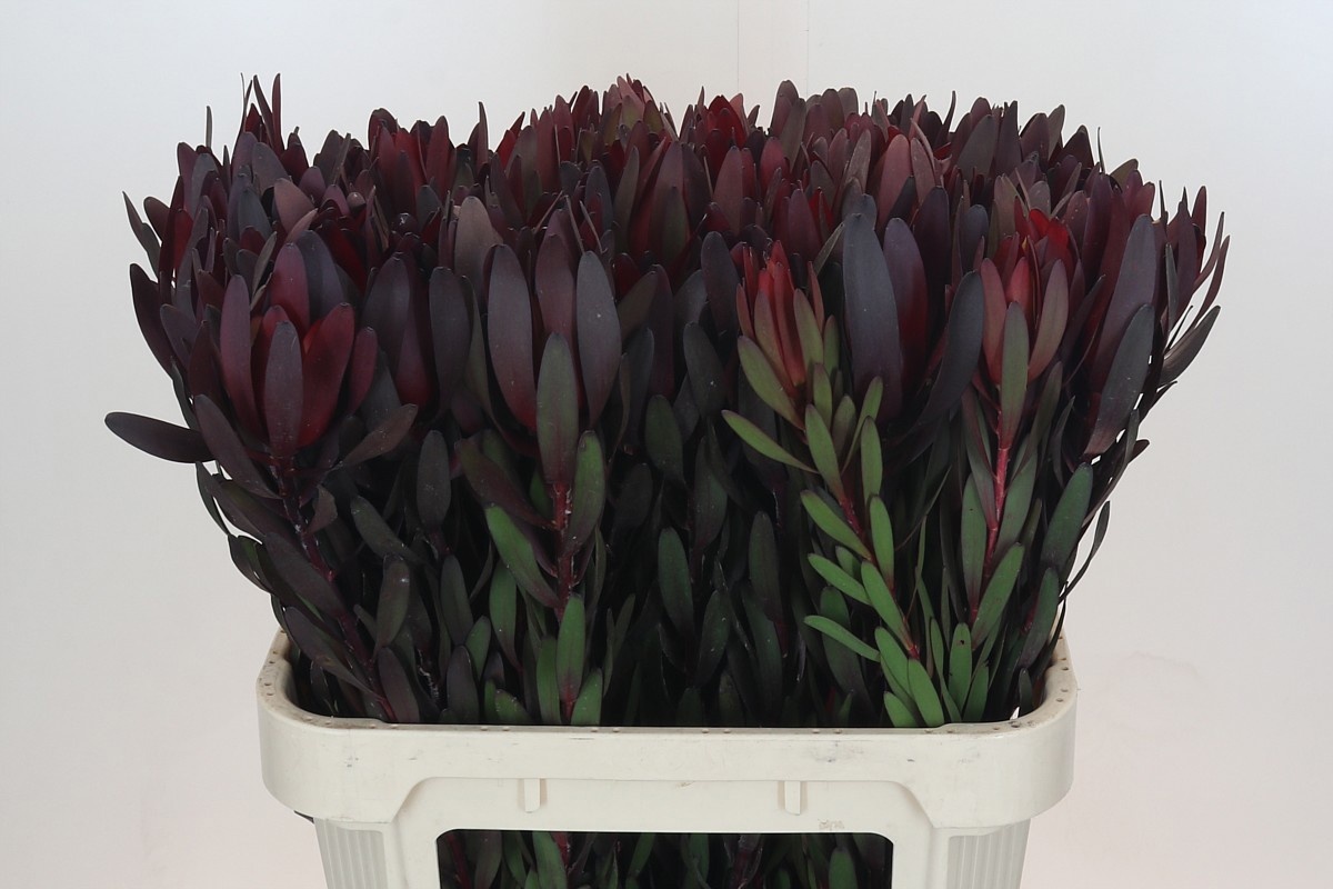 Леукадендрон Сафари Сансет 80 (красн.), шт.