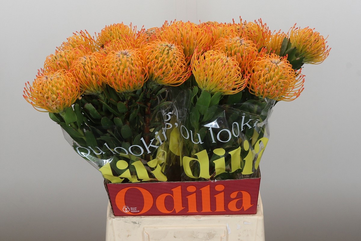 Нутанс Айоба Сан 50, шт.