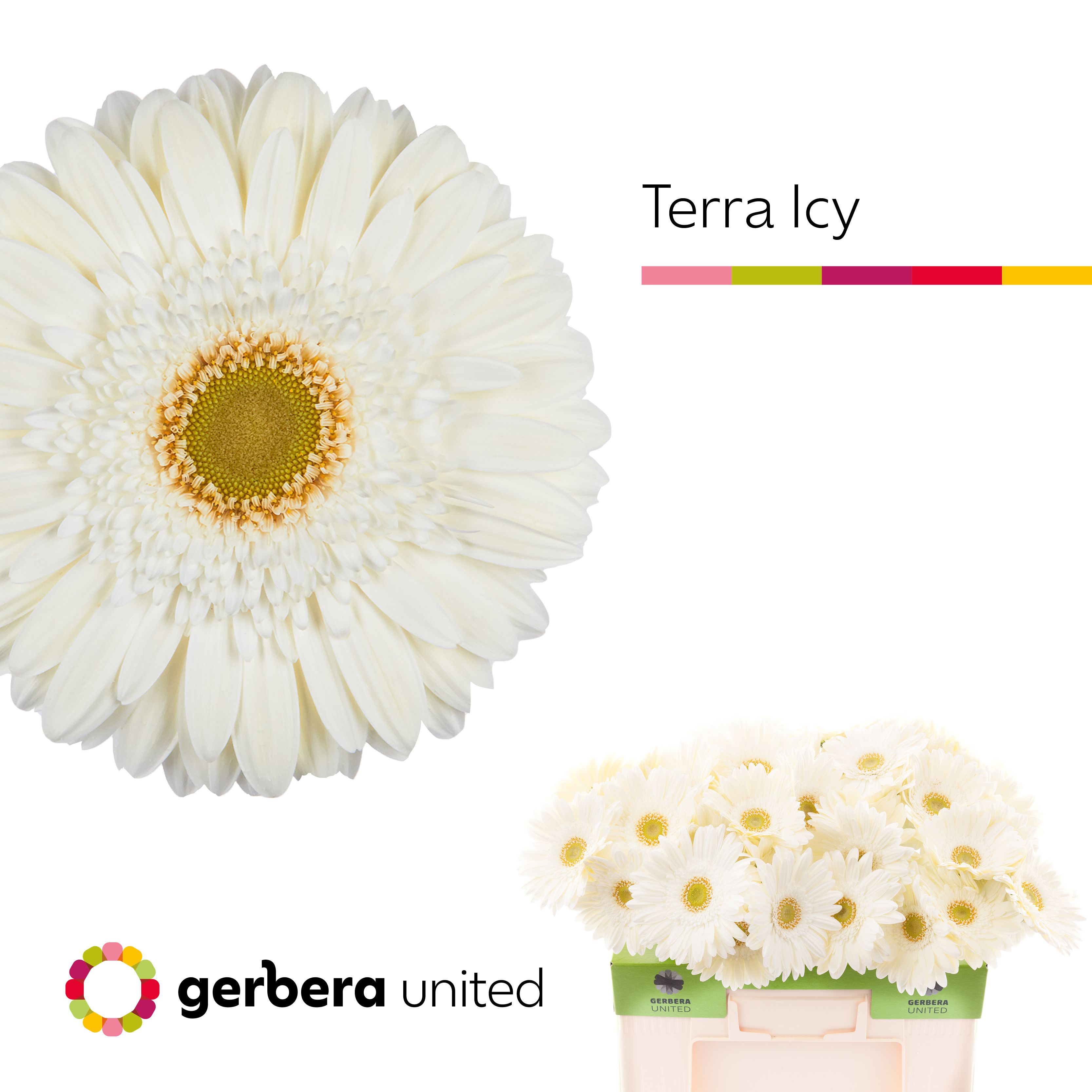 Гербера Терра Айси, шт.