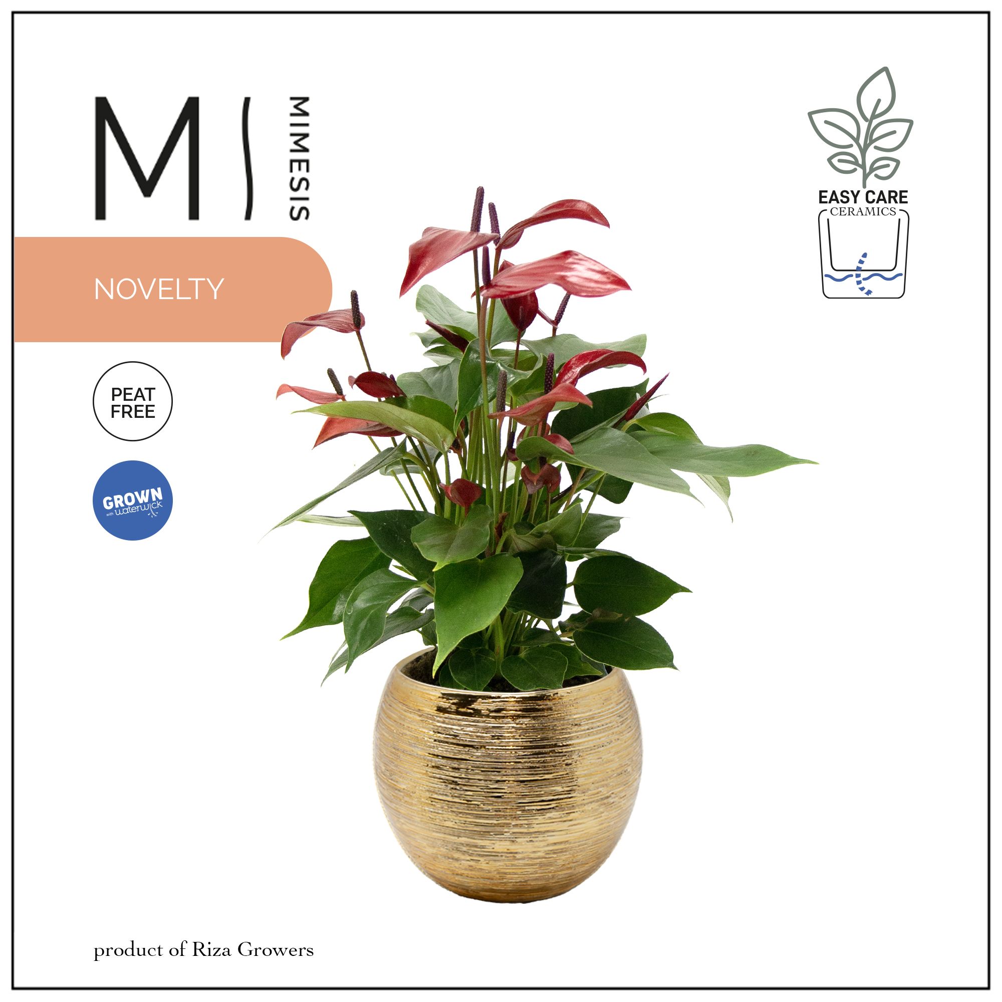 Mimesis Anthurium KARMA Lava - 12cm Brush Gold, D 12