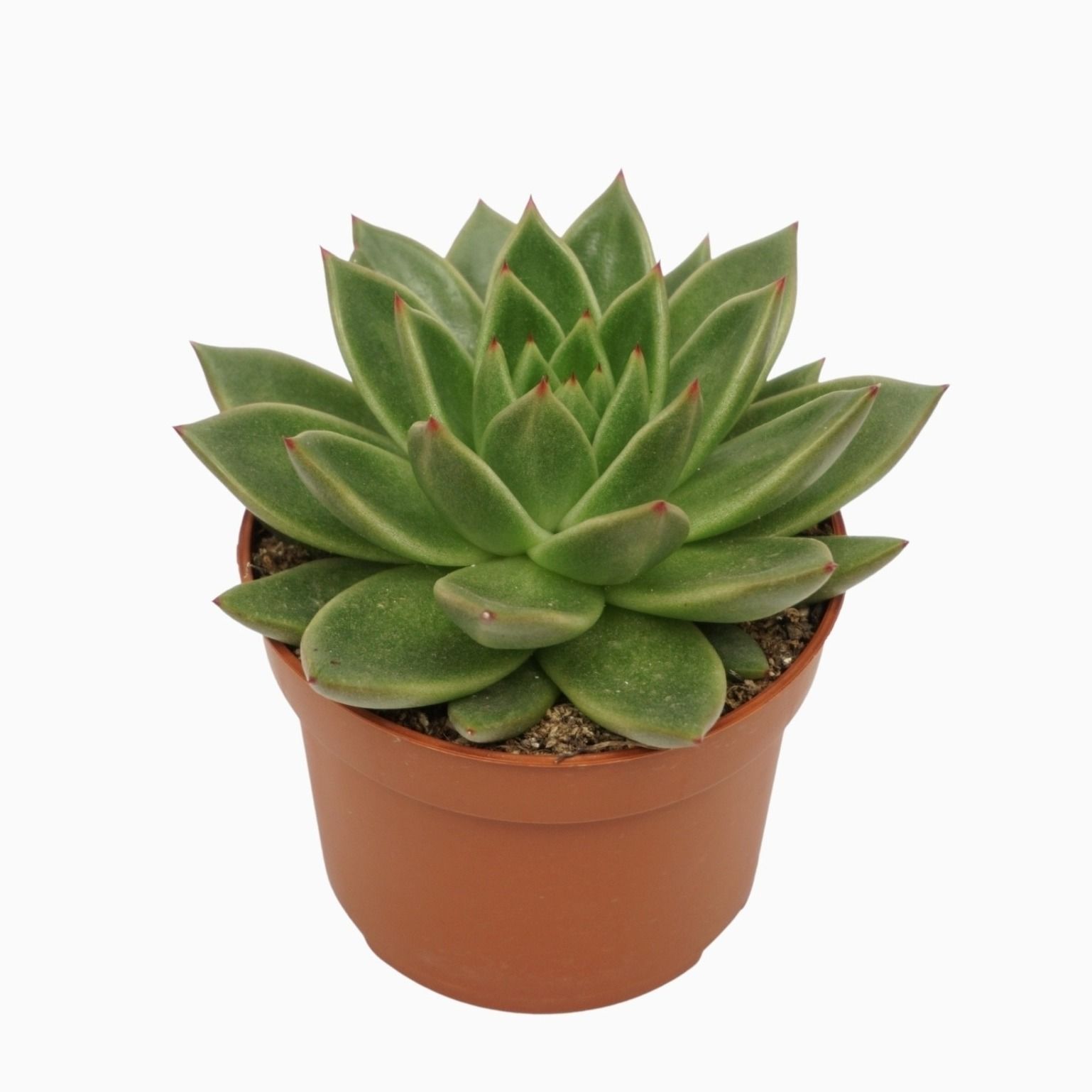 Echeveria agavoides 10,5 cm, D 10,5 cm