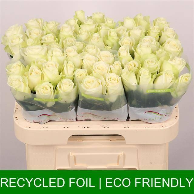 Роза од. Сноусторм+ 60, шт.