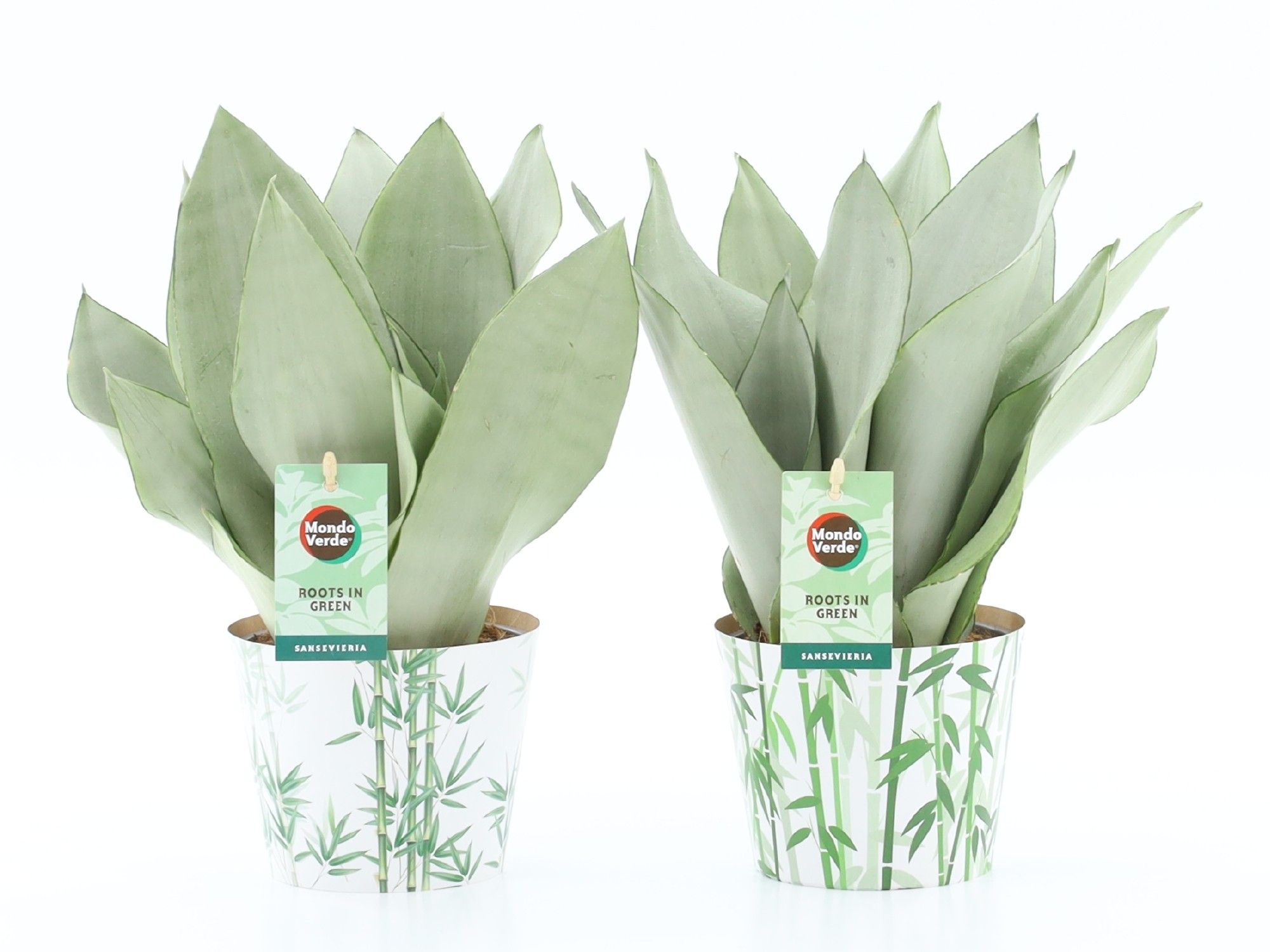 Sansevieria Moonshine in Potcover Bamboo, D 12