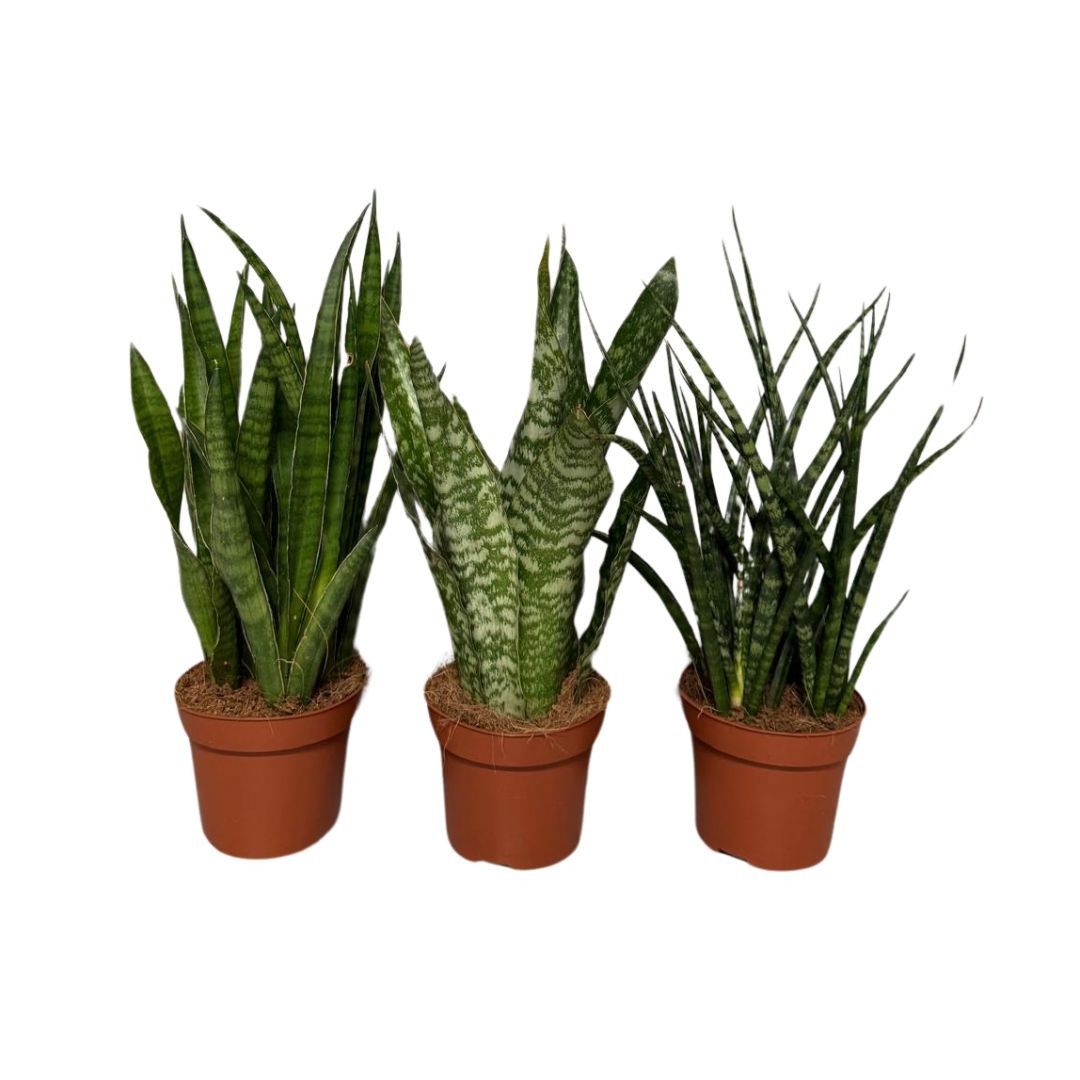 Sansevieria Cylindrica deluxe mix 3 soorten, D 12