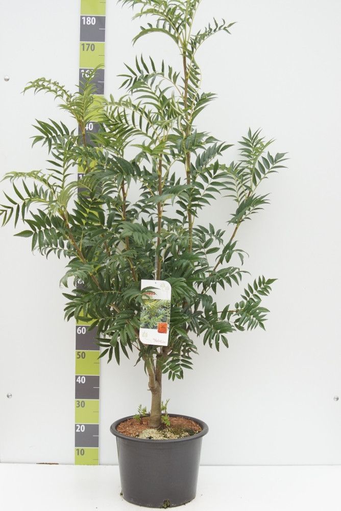 Sorbus aucuparia 'Ulong' C 20, D 35 cm