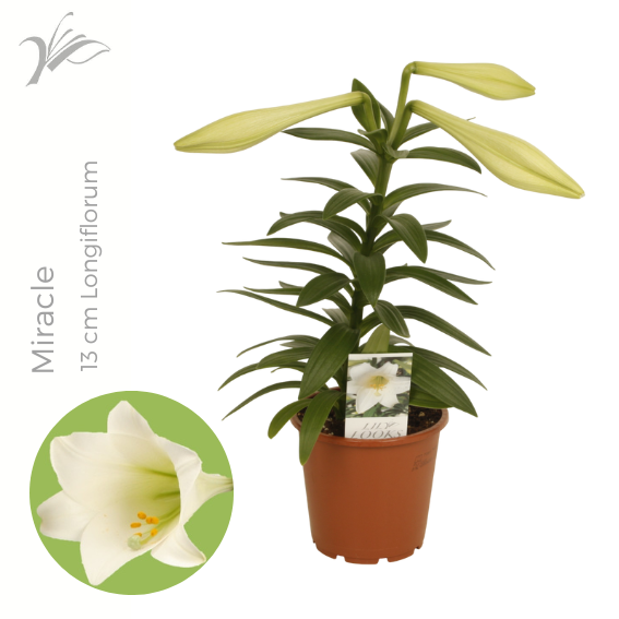 Lilium longiflorum 'Miracle' 13 cm, D 13 cm Lilium longiflorum 'Miracle' 13 cm, D 13 cm