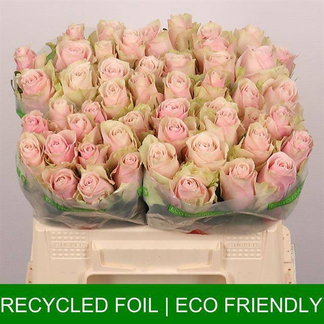 Роза од. Пинк Атена 35, шт.