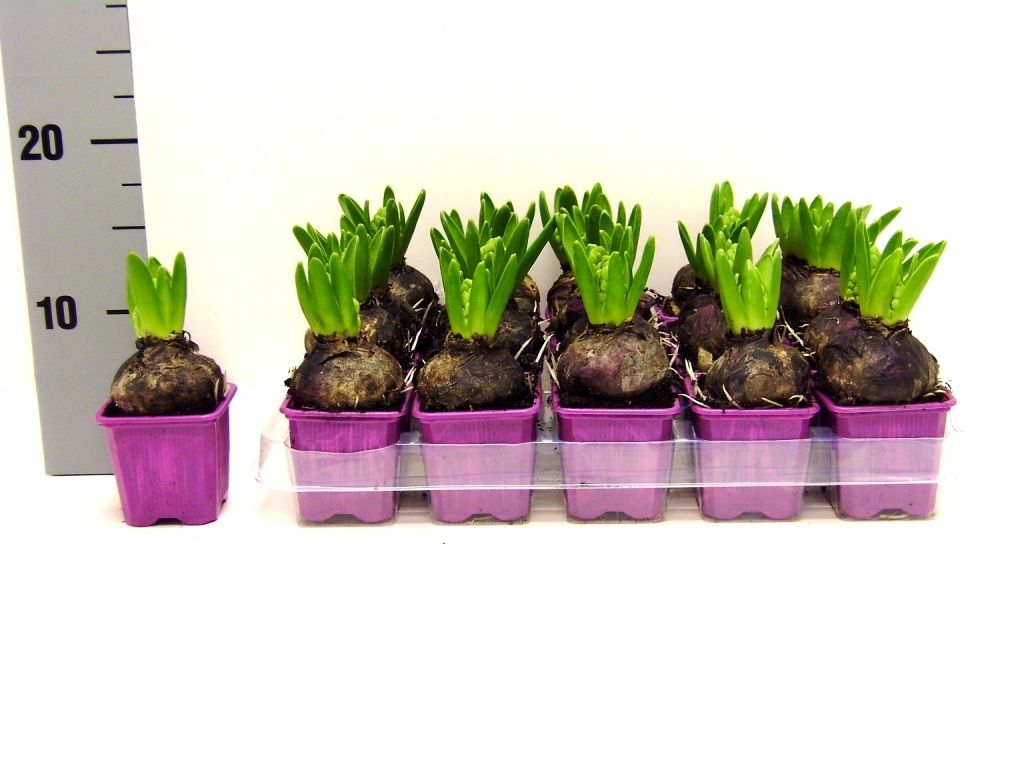 Hyacint splendid cornelia, D 7