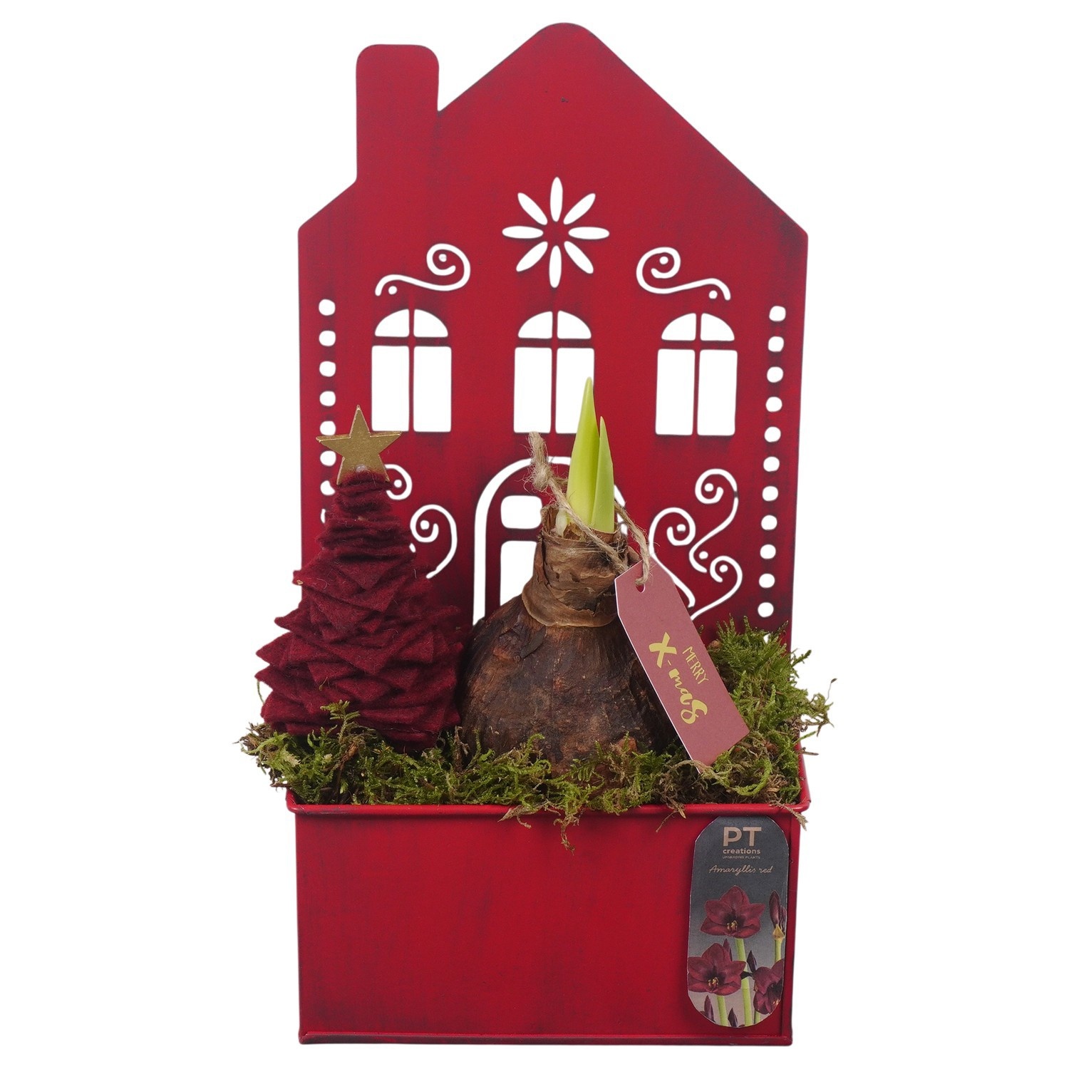 PTACH2470 Arrangement Amaryllis Christmas in metalen huis, D 15