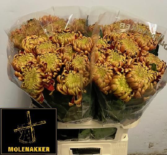 Хризантема од. Фуэго 80, шт.