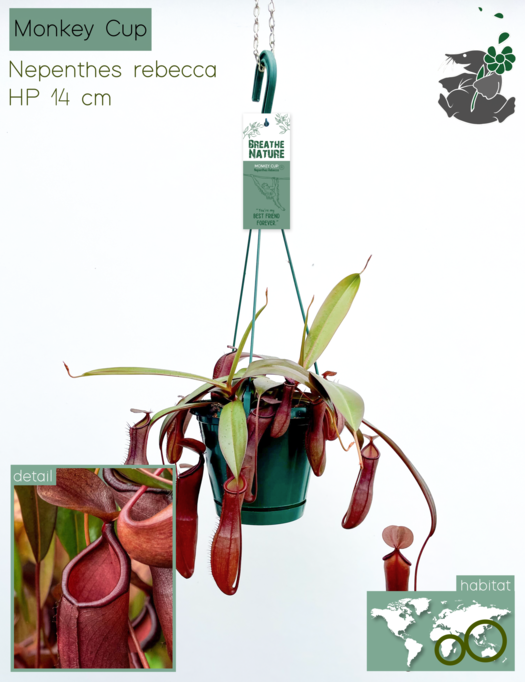 Nepenthes rebecca HP14, D 14