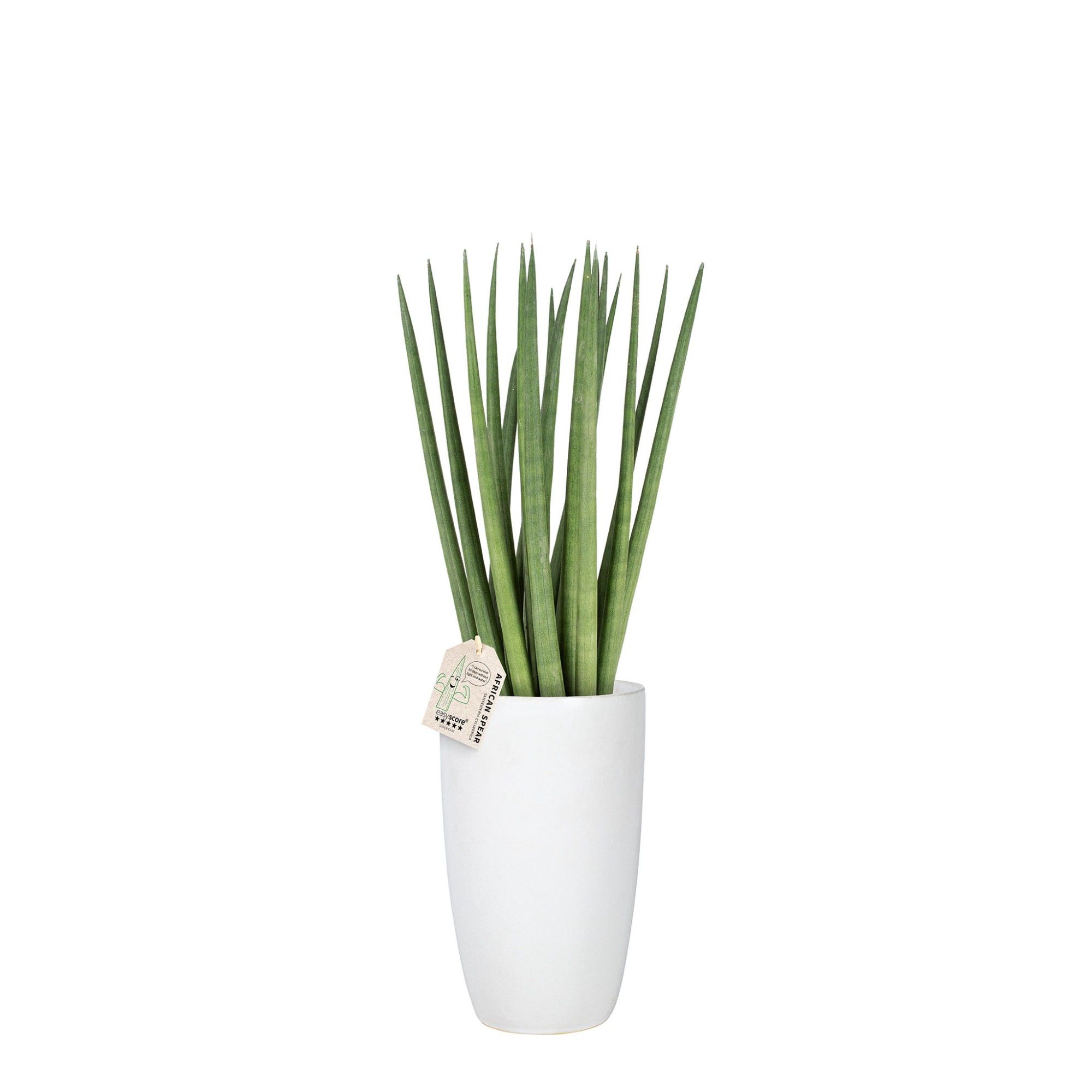 Classic White, Sansevieria ´Spaghetti´, D 19