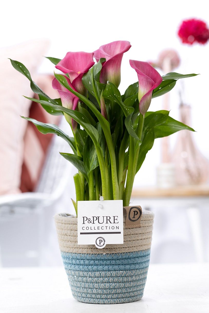 Zantedeschia pink in P&PURE Fashionpot Valerie, D 12