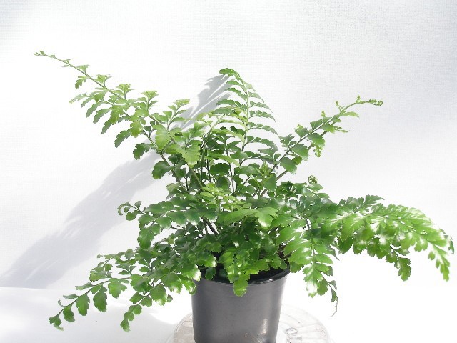ASPLENIUM DIMORPHUM 'X DIFFORME PARVATI', D 11