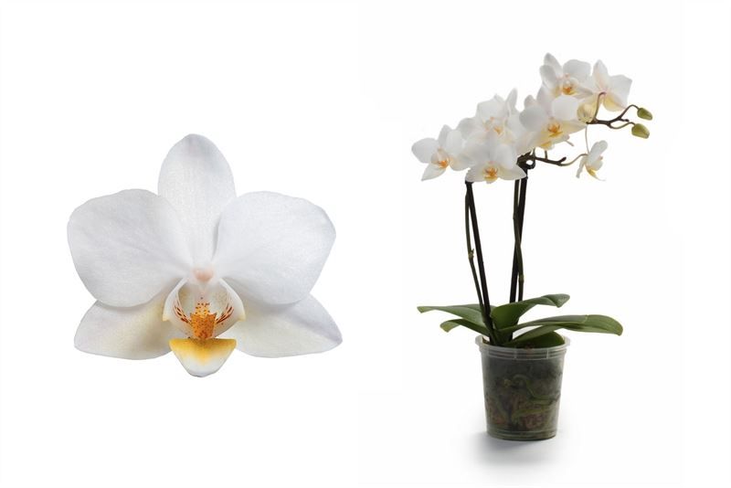 Phal p06 Tiny Dolls white 2T12+ zonder Aqu@, D 6