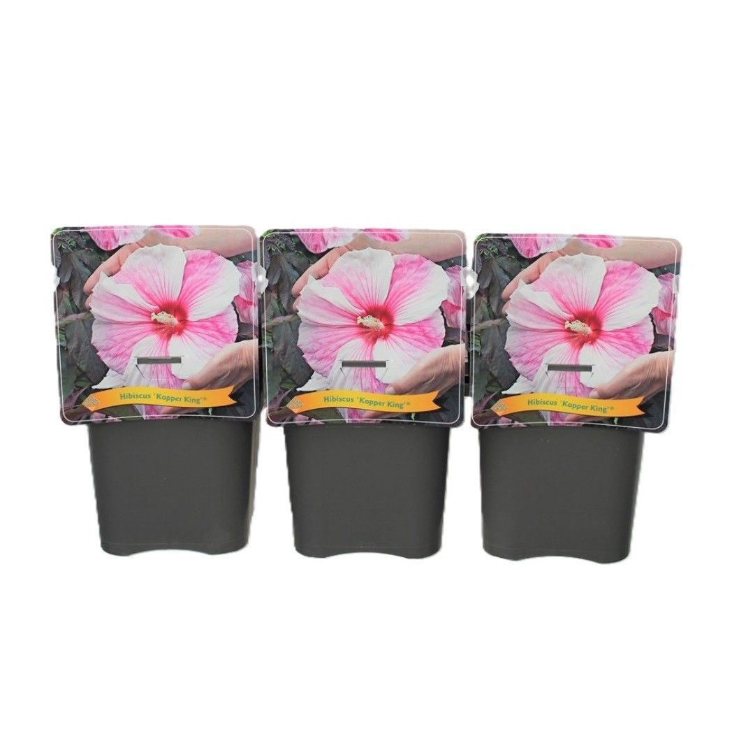 Hibiscus 'Kopper King' C5, D 21 cm