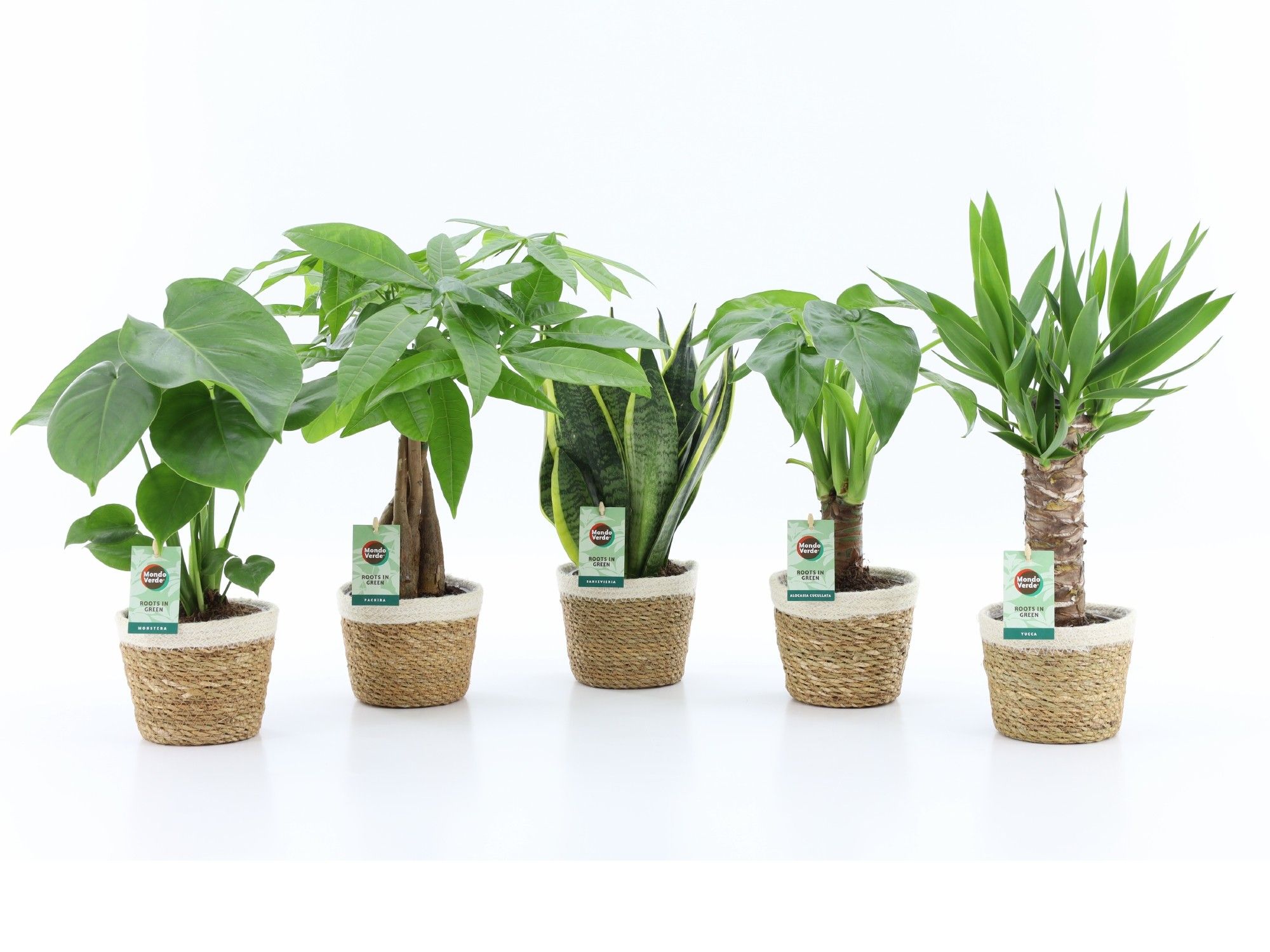 Tropic Mix in Noah Korb, D 14