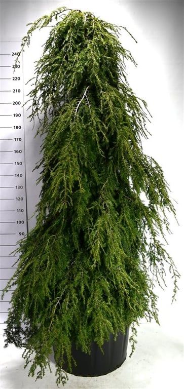 Tsuga can. 'Pendula', D 80 cm