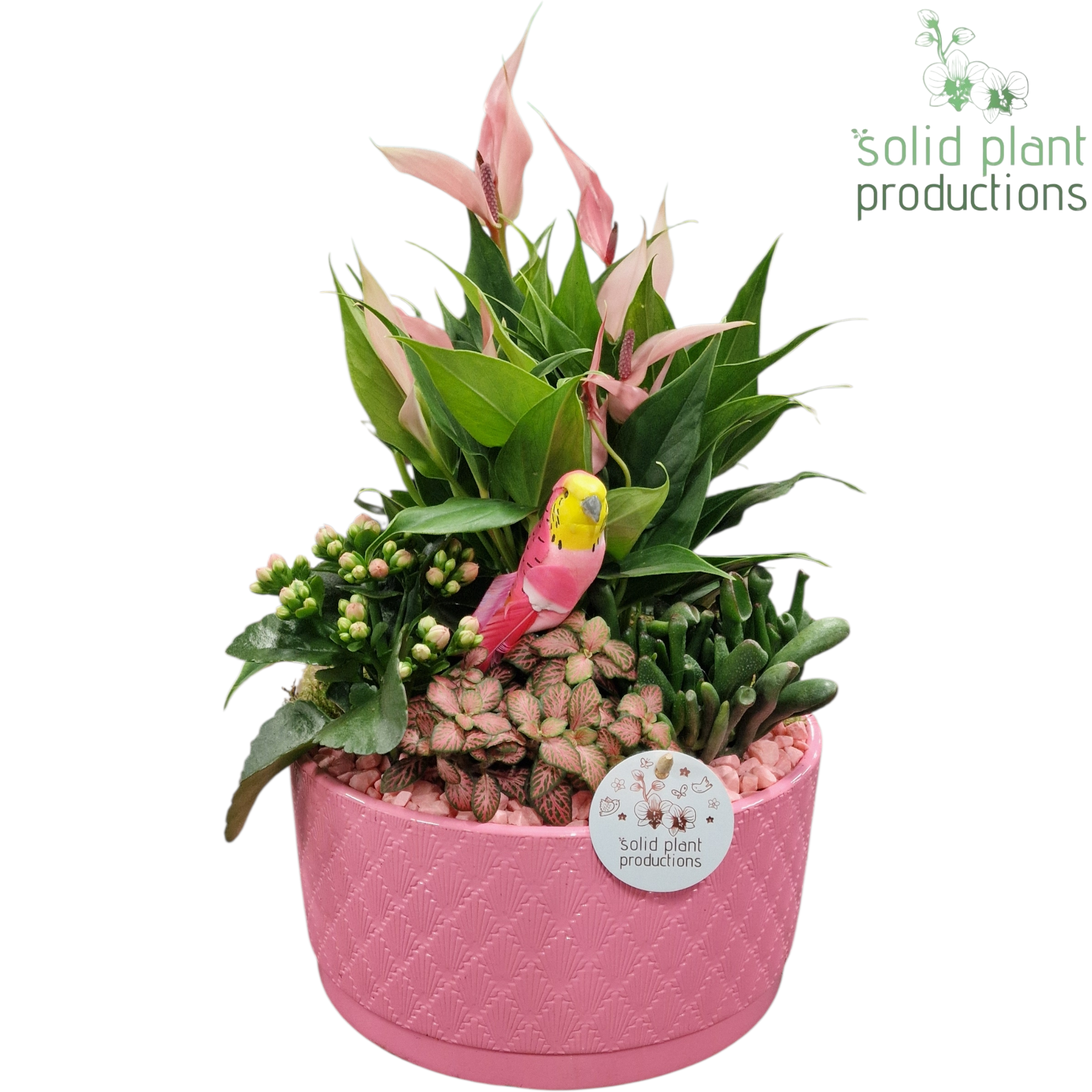 AT004 Stella Pink, D 22