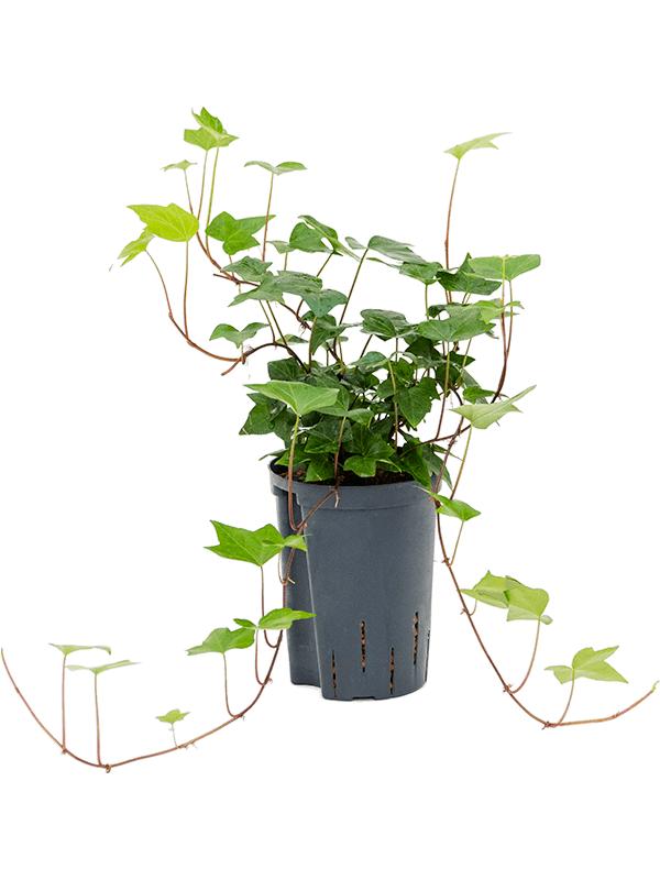Hedera algeriensis 'Montgomery', D 15 cm