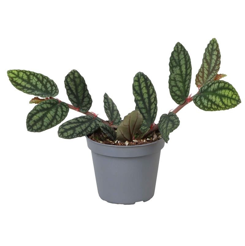 PELLIONIA PULCHRA 6516, D 6 cm