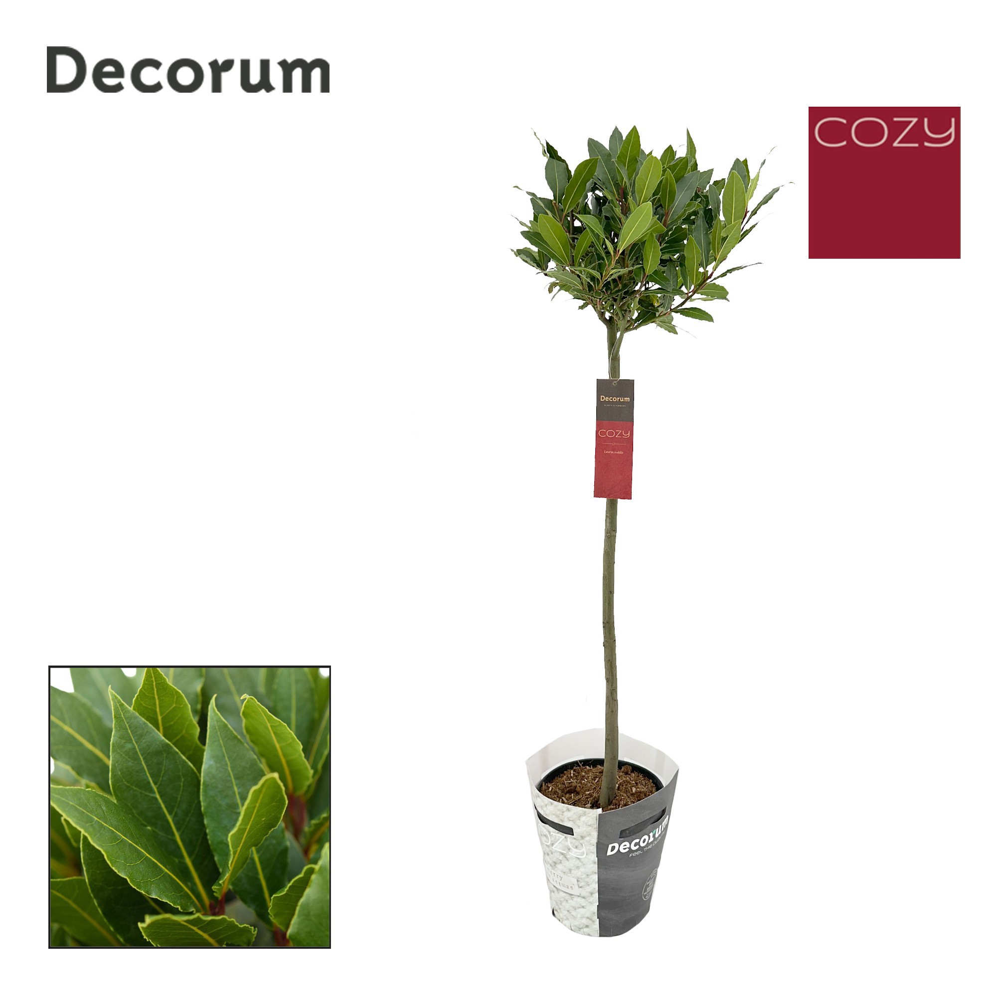 Laurus nobilis Bol op stam Cozy, D 20