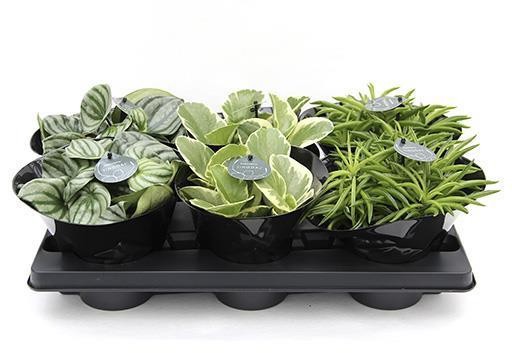 PEPEROMIA-HYBRID 'MIX 6533712', D 12 cm