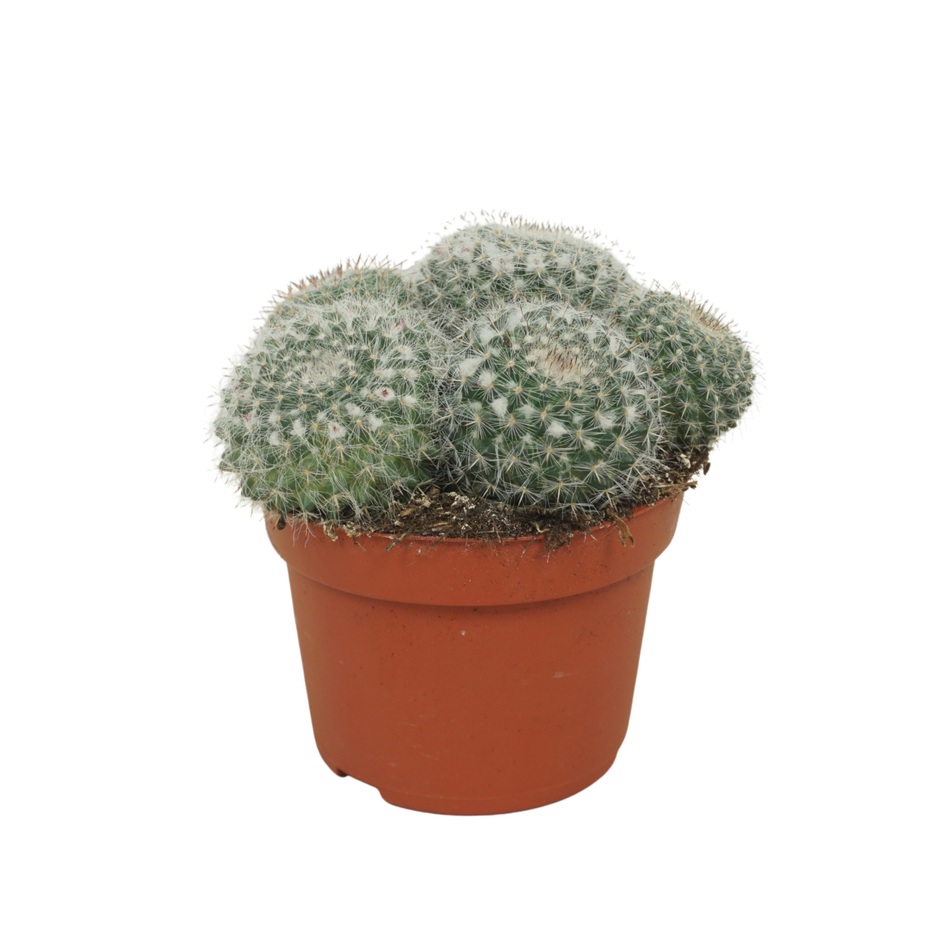 Mammillaria hahniana groep 10,5 cm, D 10,5