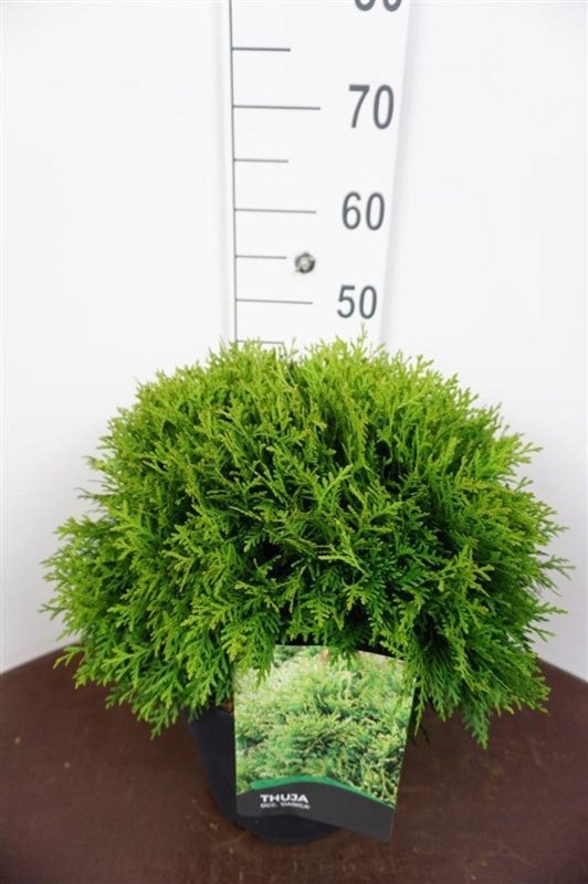 Thuja occ. 'Danica', D 29