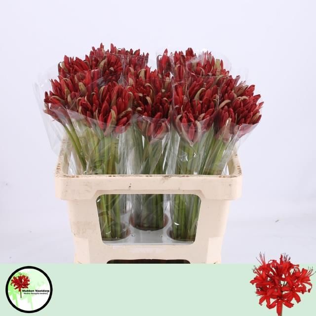 Нерине Лидия 55, шт.