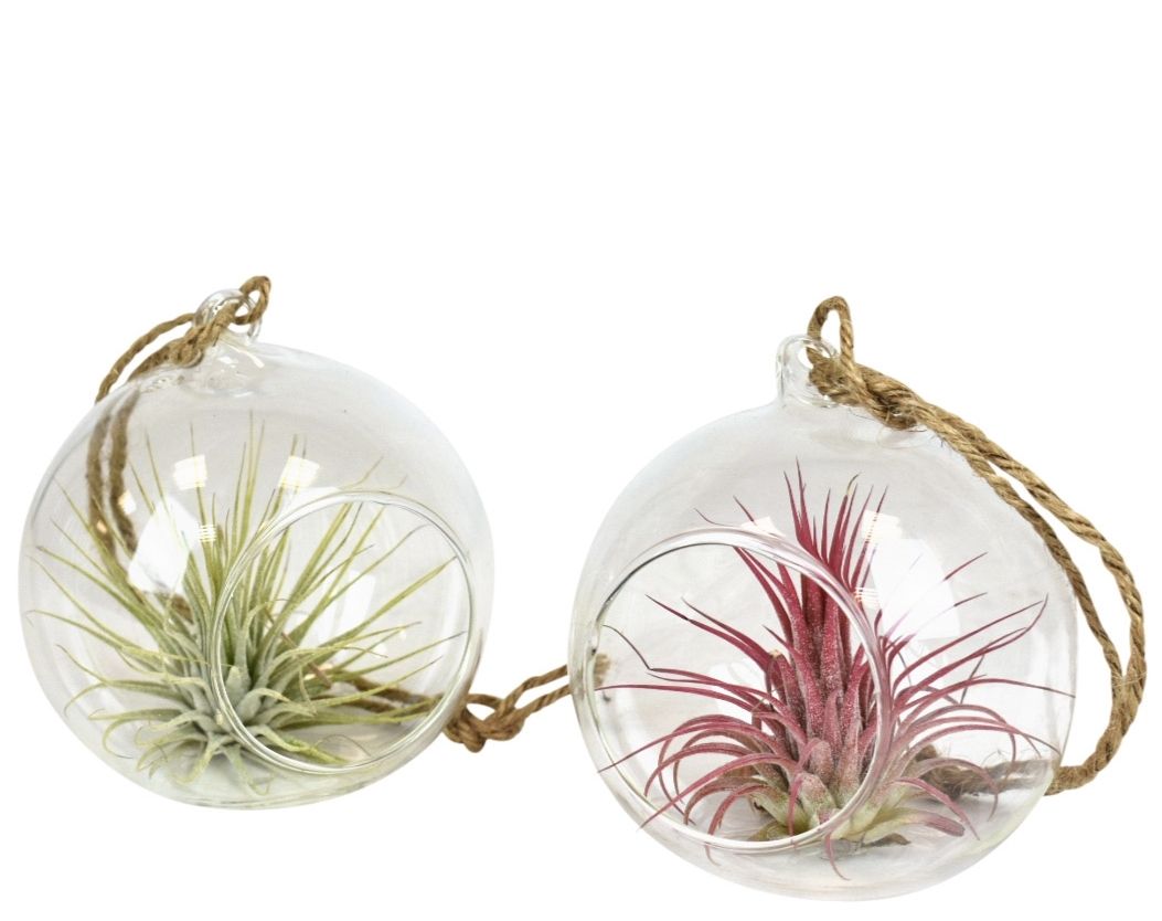 Tillandsia glas hangbol smal, D 10
