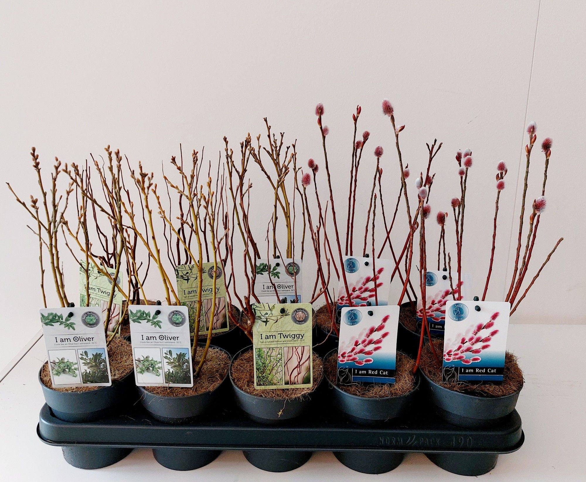 Salix mix bush p12 concept, D 12