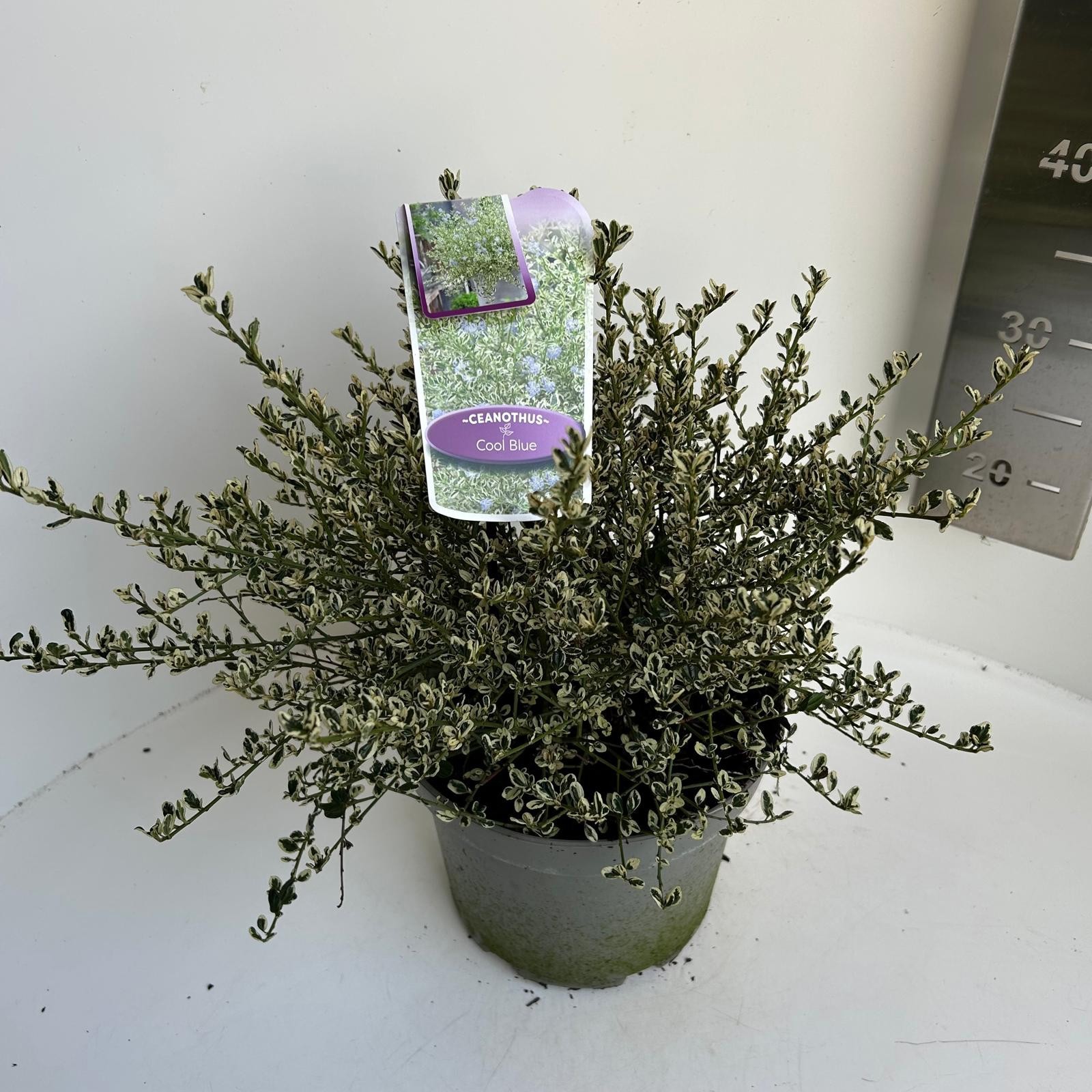 Ceanothus impressus Coolblue, D 23