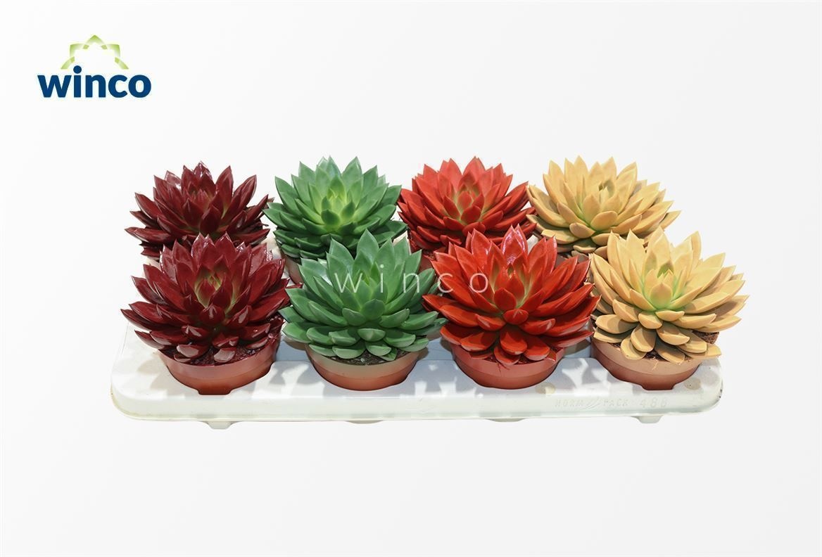 Echeveria Paint Autumn Mix, D 12