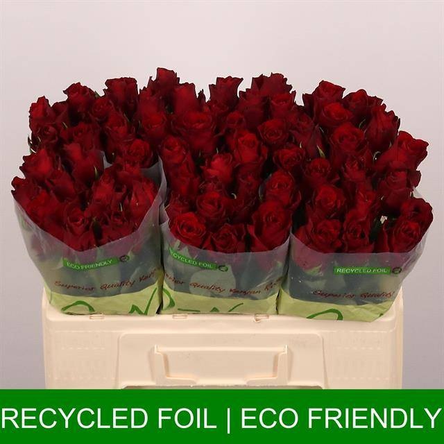 Роза од. Эксплорер 50 (красн.), шт.