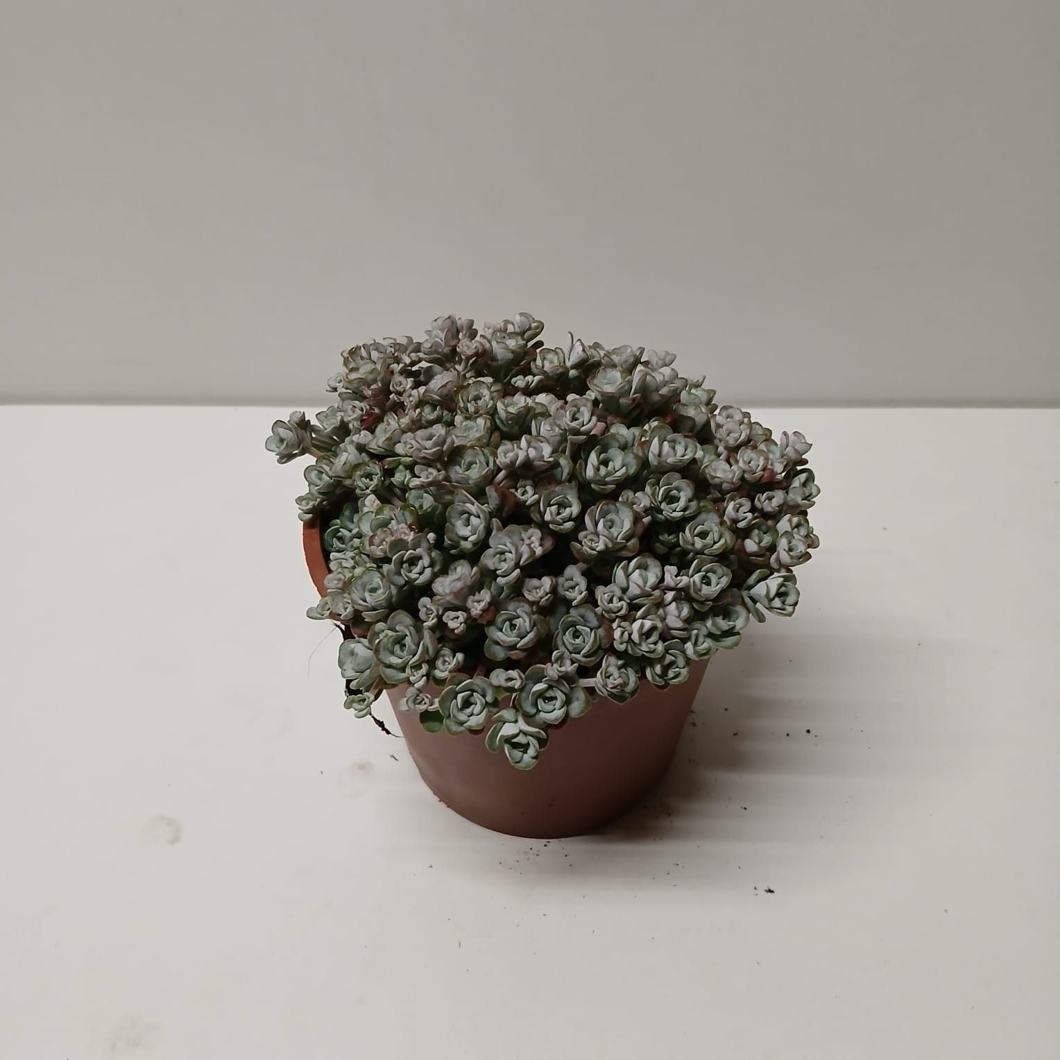 Sedum spathulifolium 'Cape Blanco', D 12