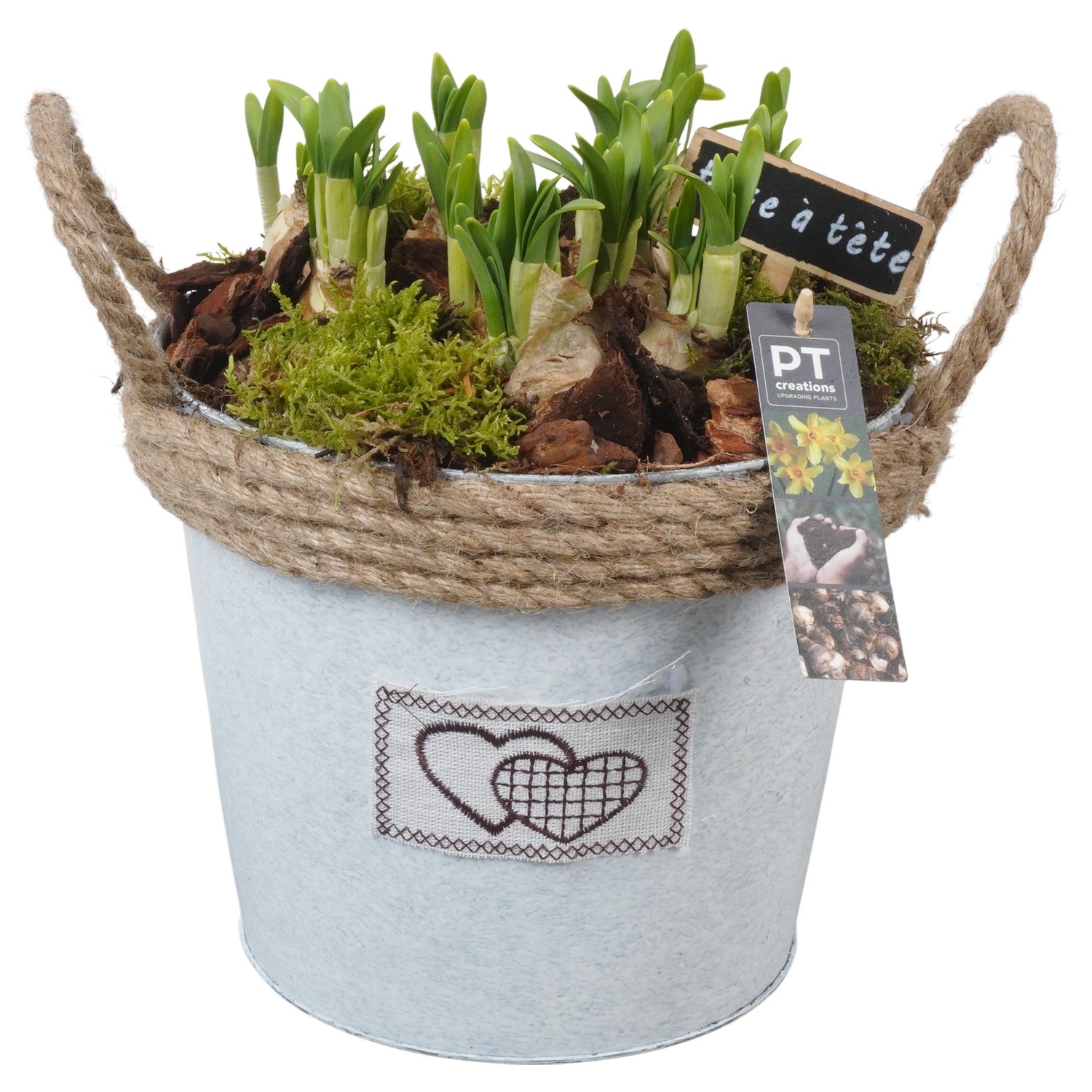 PTN8604 Arrangement Narcissus in zink pot, D 22