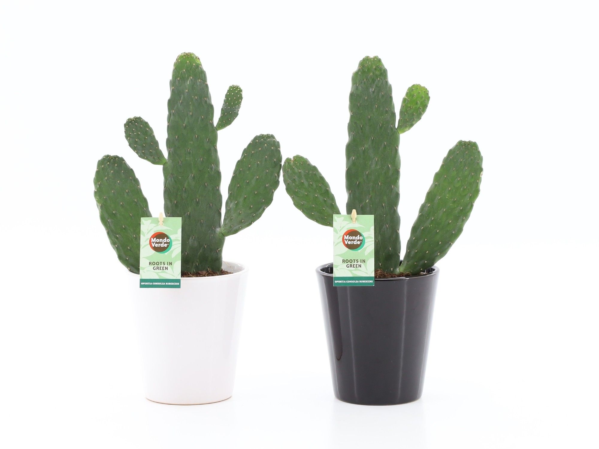 Opuntia rubescens Consolea in Zwart-Wit keramiek, D 13