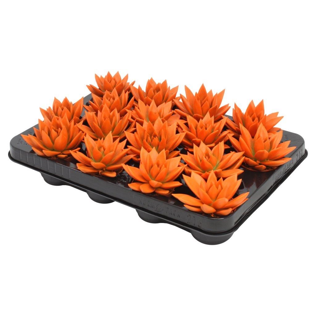 Miranda coloured orange, D 6 cm