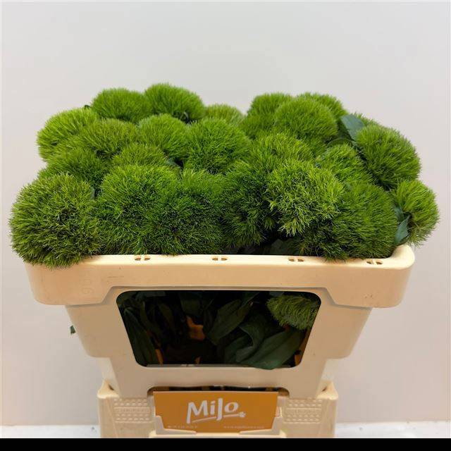 Диантус Барбатус Киви Меллоу 50, шт.