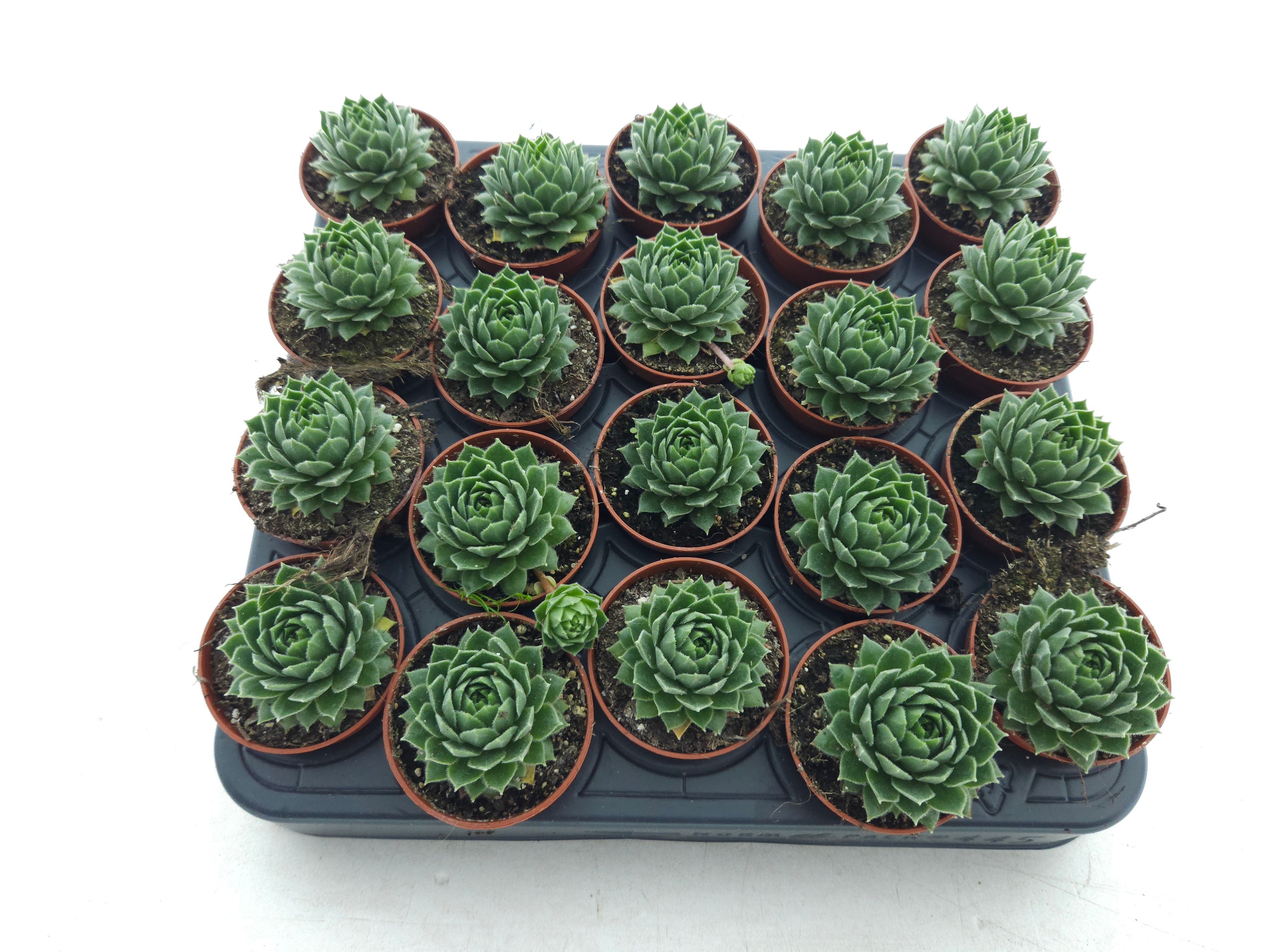 Sempervivum groen, D 5,5 cm