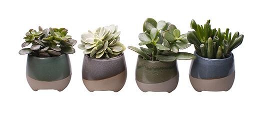 CRASSULA MIX 'L 65421', D 6 cm CRASSULA MIX 'L 65421', D 6 cm