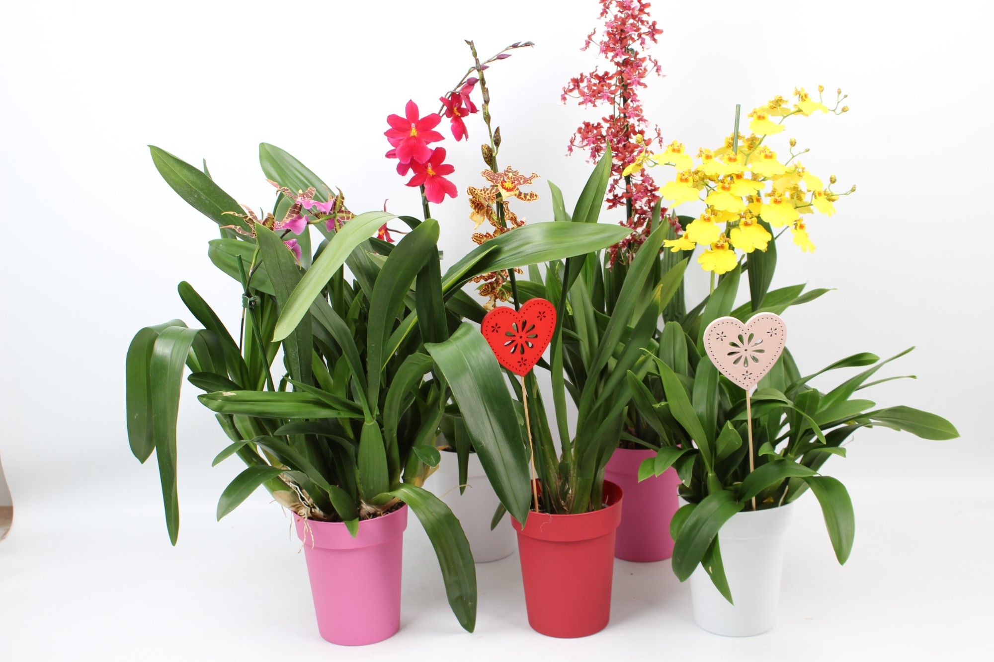 Moederdag mix 1 tak met gekleurde pot en een hartjes steker, D 12