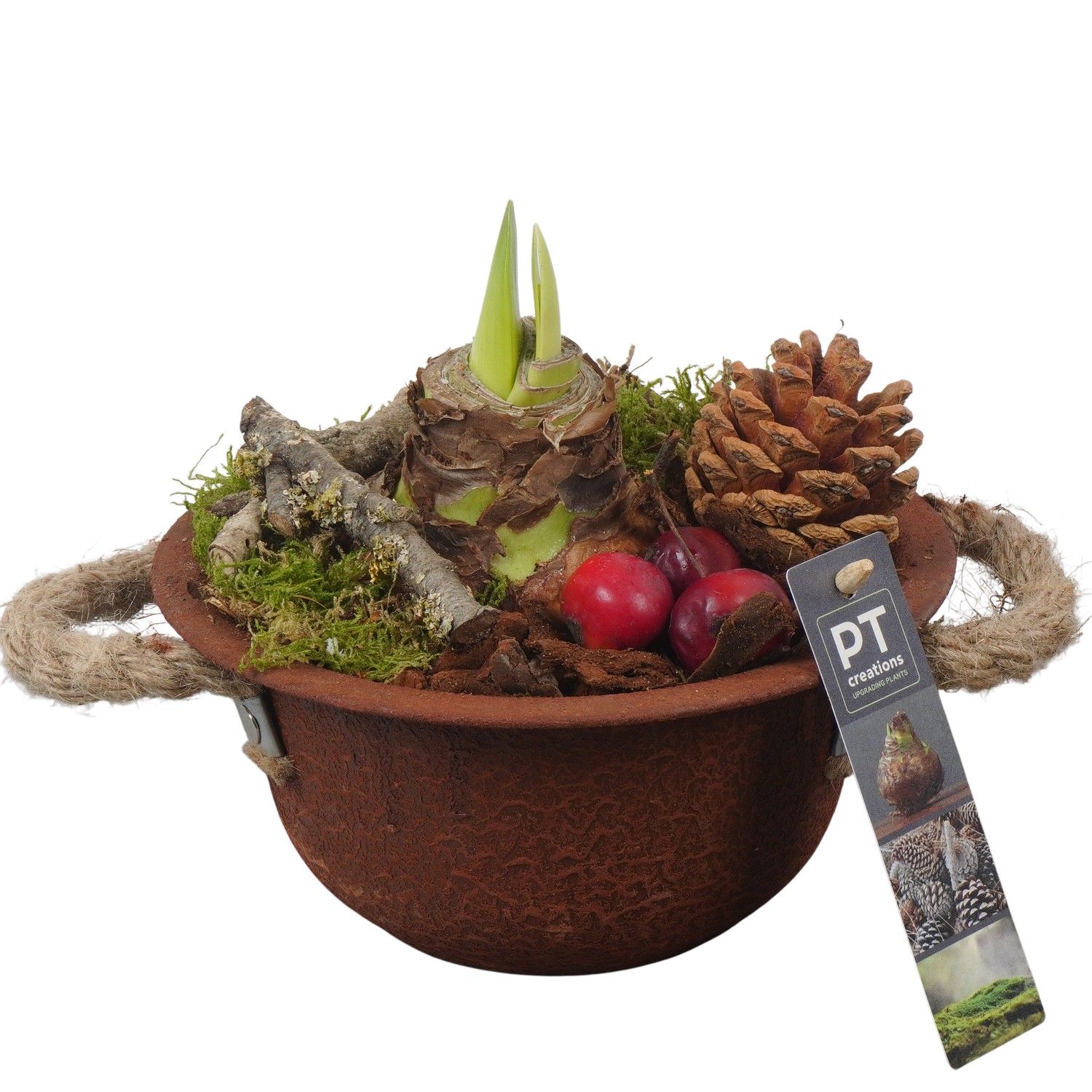 PTAA7525 Arrangement Amaryllis in metalen schaal, D 18 cm