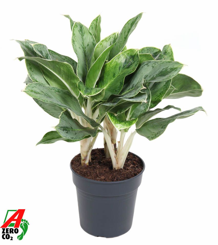 Aglaonema Horizon, D 24