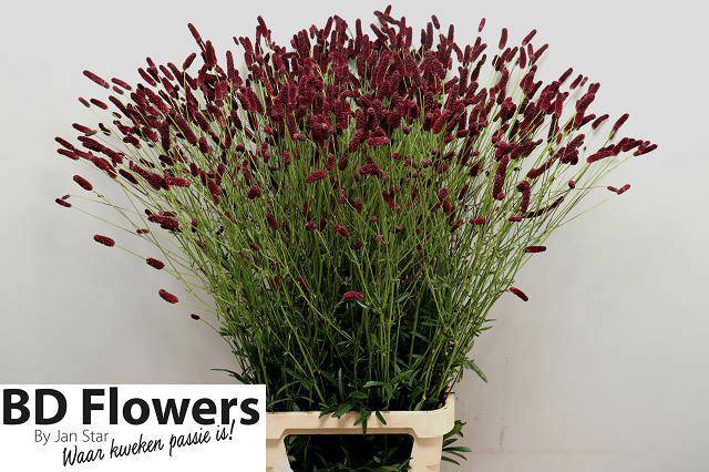 Сангисорба Официналис Биг Дрим 120, шт.