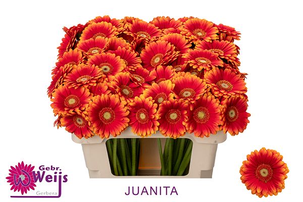 Гермини Хуанита, шт.